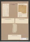 Surirella kittoniana Lend.-Fortm. (de-Toni-Nr.: Genus 53, Species 2281) Zeichnungen Sammlung Grunow Nr. 4735 (NHMW-BOT-W0372838)